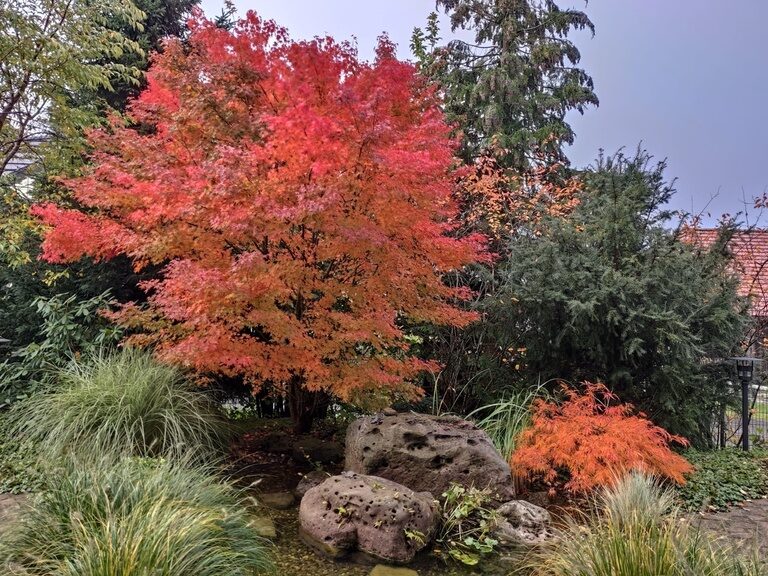 roter Ahorn