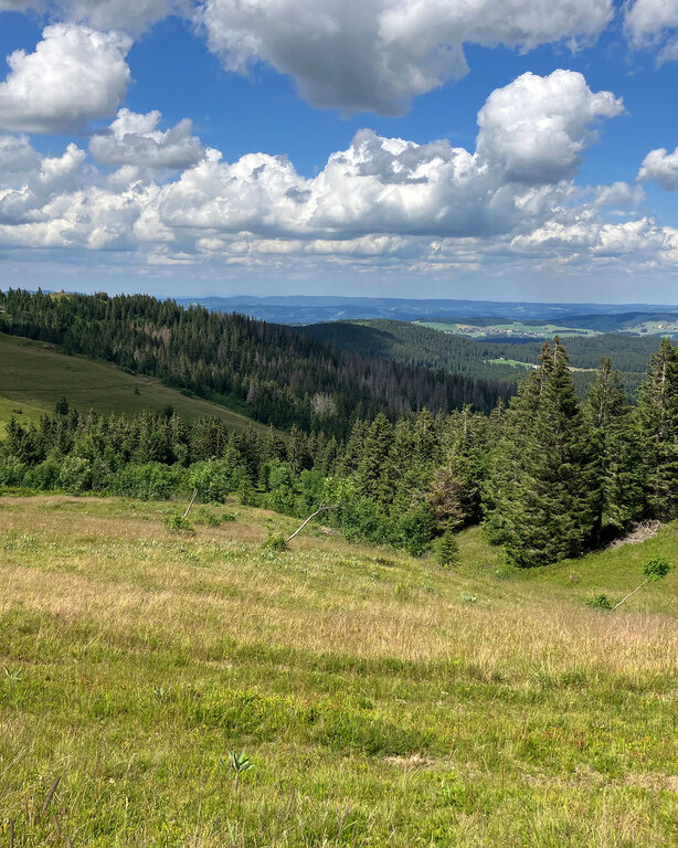 Feldberg