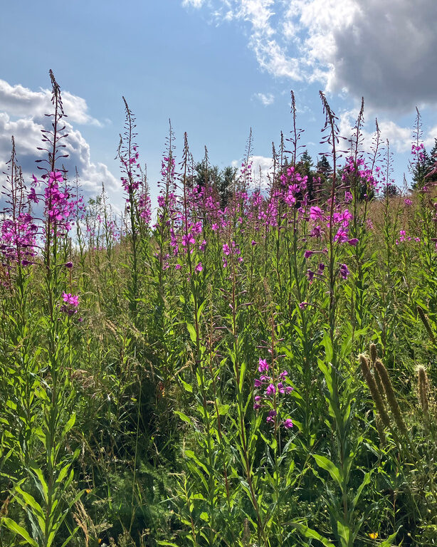 Wildblumen
