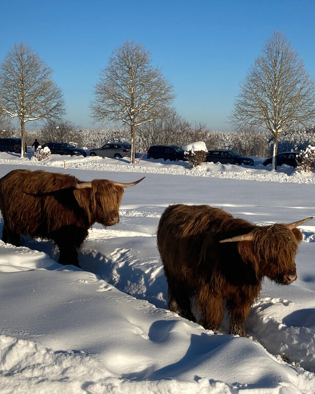 Highlandrinder im Schnee