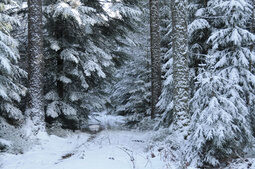Winterwald