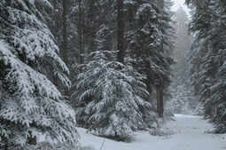 Winterwald