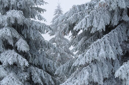 Winterwald