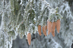 Tannenzapfen im Winter