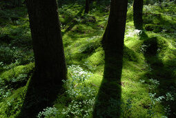 Moos mit Schwarzwaldtannen