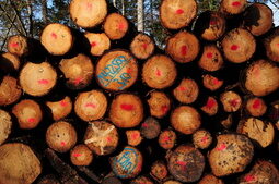 Holzstapel