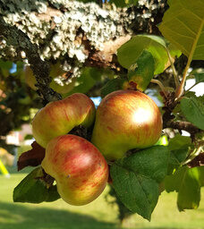 Äpfel