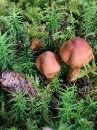 Pilze