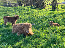 kleine Highlandrinder