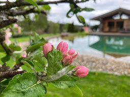 Apfelblüten am Naturteich