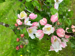 Apfelblüten