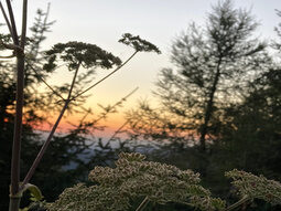 Wildblume