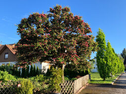 Rotdorn im Bauerngarten