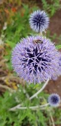 Disteln im Bauerngarten mit einer Biene