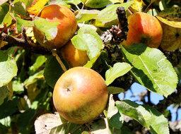 Apfel aus dem eigenen Garten