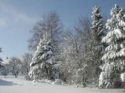 Winterwald