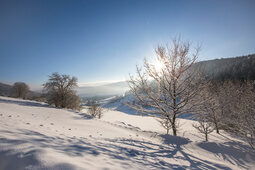 Schnee-Bäume-Landschaft